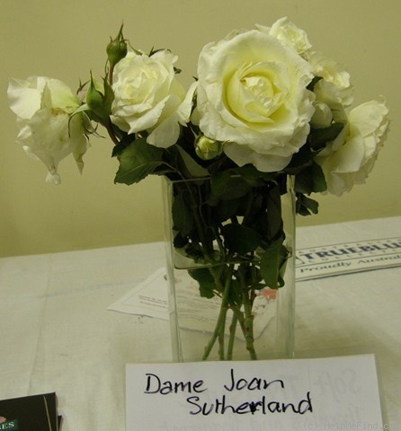 'Dame Joan Sutherland' rose photo