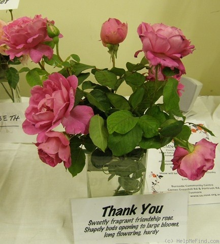 'Thank You (hybrid tea, Thomson 2004)' rose photo