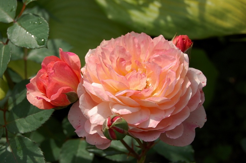 'André Turcat ®' rose photo