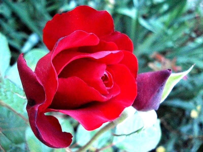 'KORtocrea' rose photo