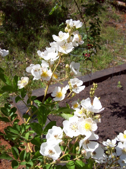 'R. multiflora' rose photo