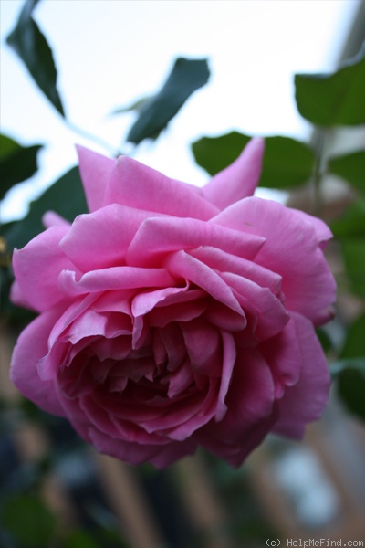 'Viking Queen' rose photo