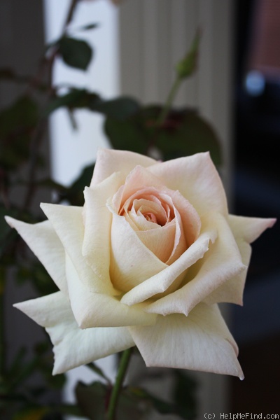 'Gemini (hybrid tea, Zary 1999)' rose photo