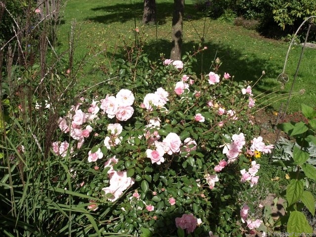 'Bonica ® (shrub, Meilland, 1975)' rose photo