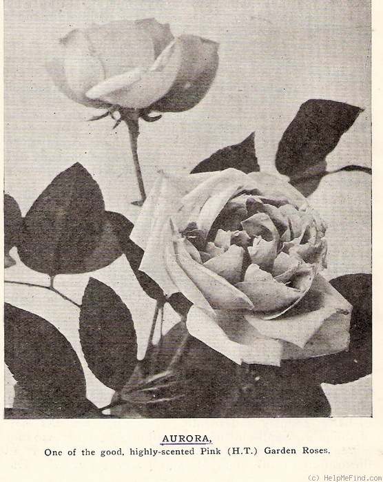 'Aurora (hybrid tea, Paul, 1898)' rose photo