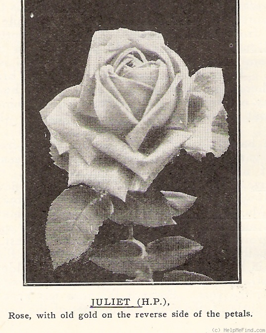 'Juliet (pernetiana, Easlea/W. Paul, 1906/10)' rose photo