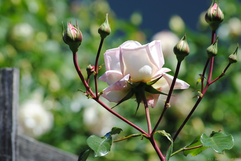 'Ohio Belle' rose photo