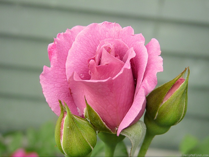 'Angel Face (floribunda, Swim & Weeks 1968)' rose photo