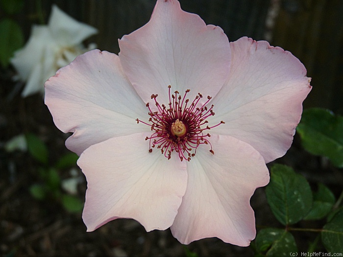 'Dainty Bess, Cl.' rose photo