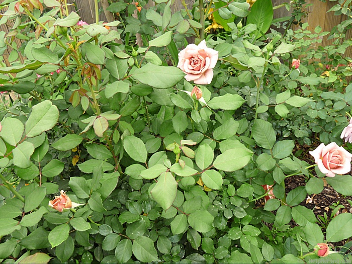 'Koko Loco (Floribunda, Bedard, 2010)' rose photo