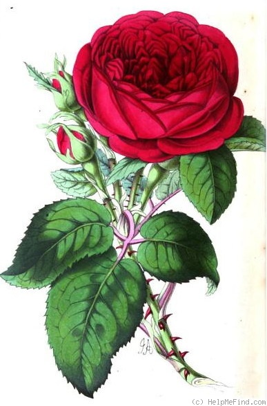 'Louis Chaix' rose photo
