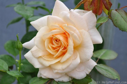 'Pure Gold ™ (shrub, Harkness, 2001)' rose photo