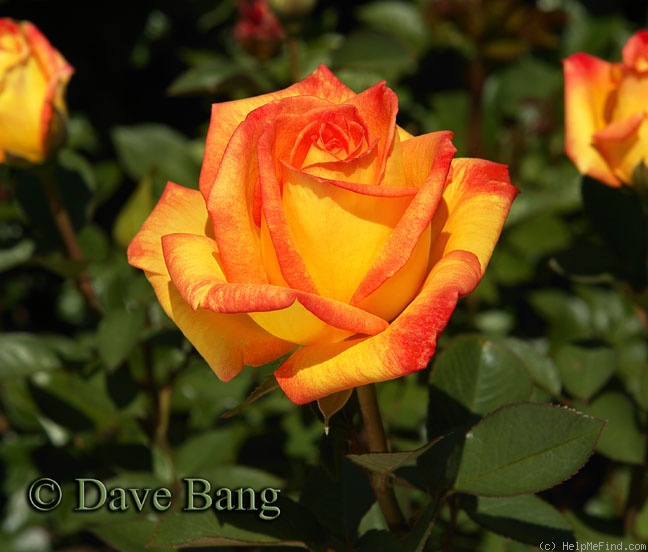 'Heart of Fire' rose photo