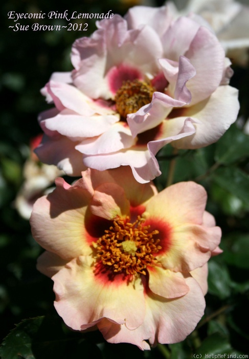 Роза айконик лимонад фото и описание