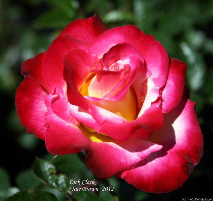 'Dick Clark ®' rose photo