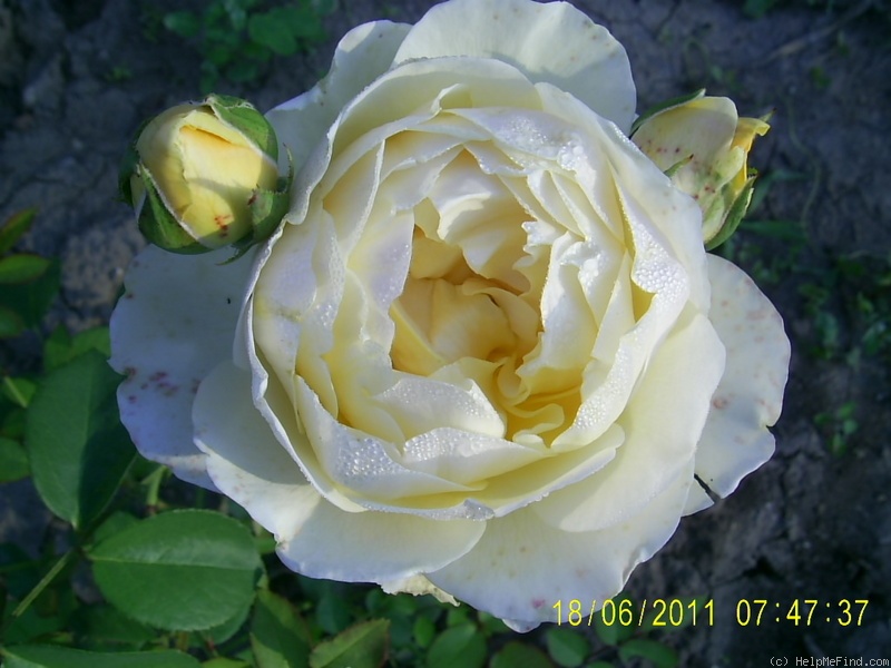'Charlotte (shrub, Austin before 1992)' rose photo