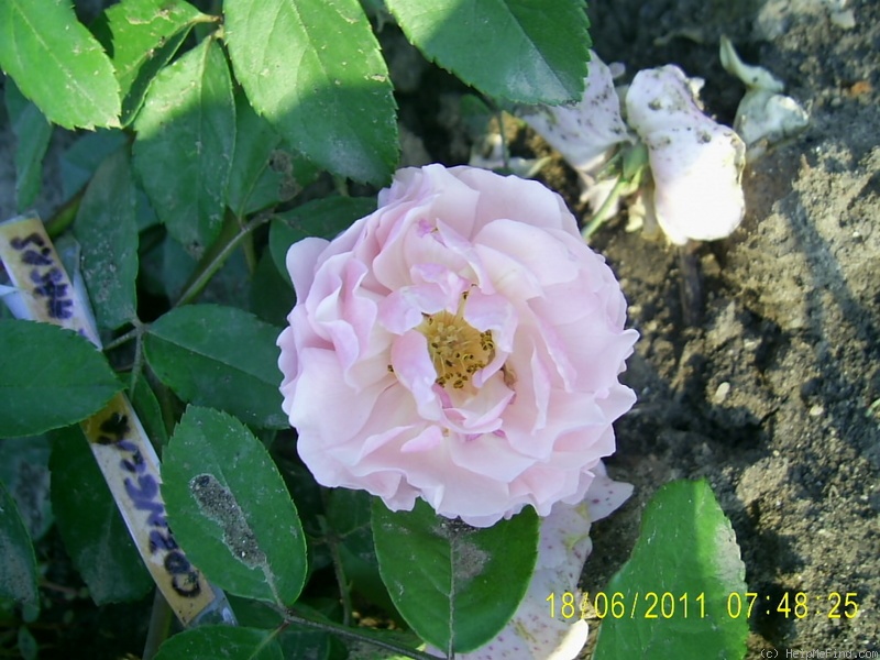 'Cornelia (Hybrid Musk, Pemberton, 1925)' rose photo