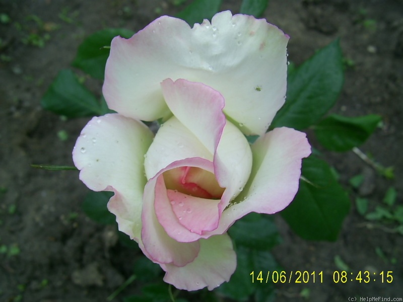 'Honoré de Balzac ® (floribunda, Meillans, 1996)' rose photo