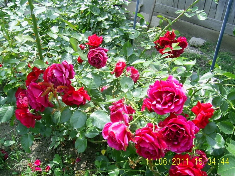 'KORmun' rose photo