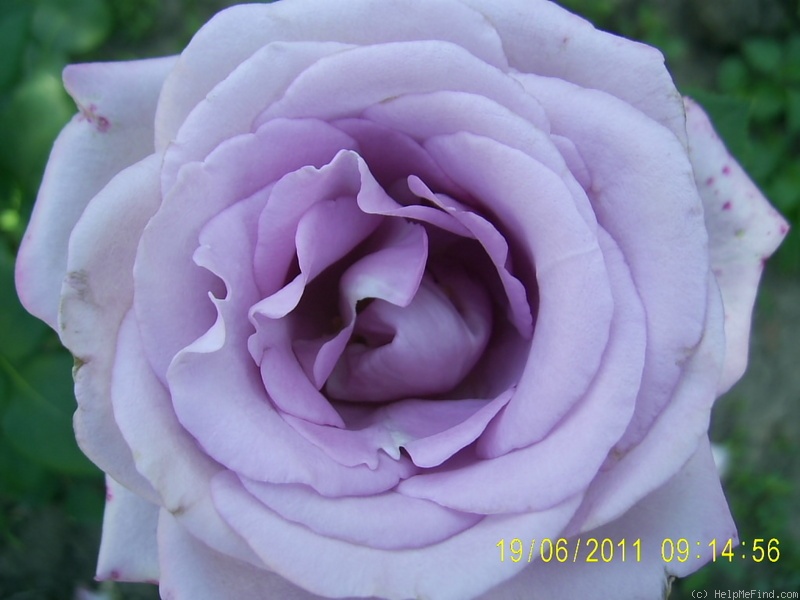 'Mainzer Fastnacht' rose photo