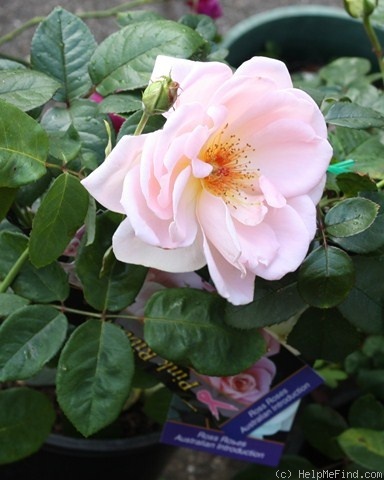 'Pink Ribbon (shrub, Thomson 1996)' rose photo
