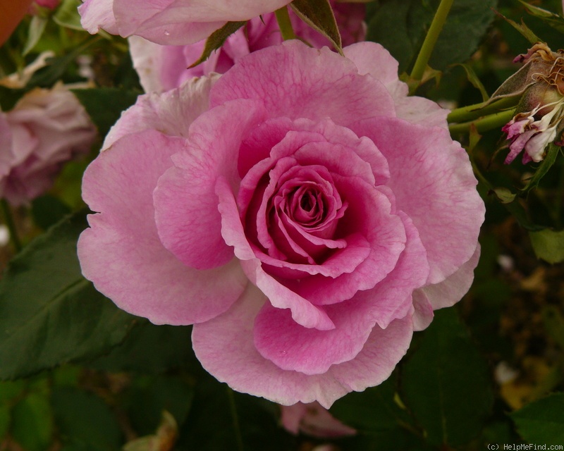 'Bonnie Babes' rose photo