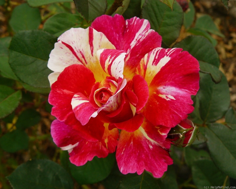 'Maurice Utrillo ™' rose photo