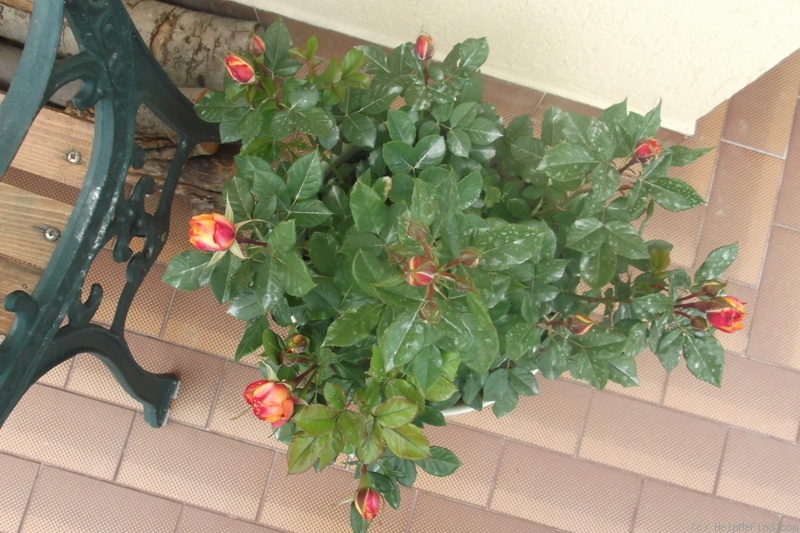 'Baby Romantica ® (miniature, Meilland 2004)' rose photo