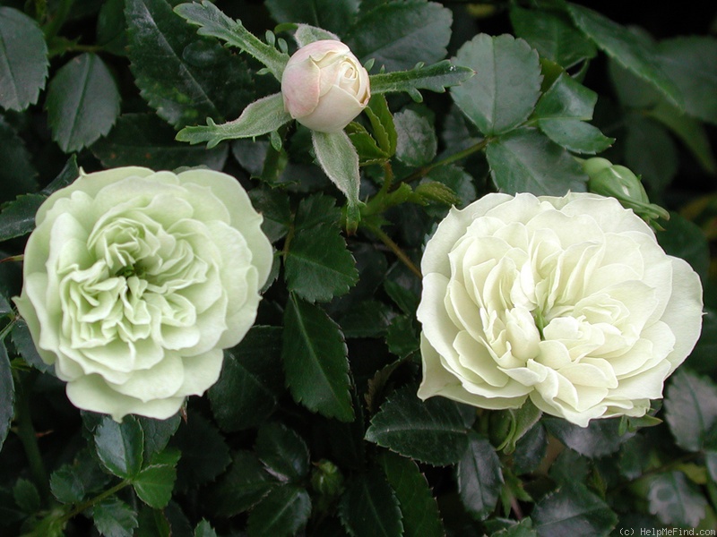 'Green Ice (miniature, Moore 1971)' rose photo