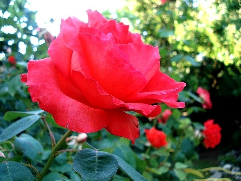 'Satellite ® (hybrid tea, Delbard, 1982)' rose photo