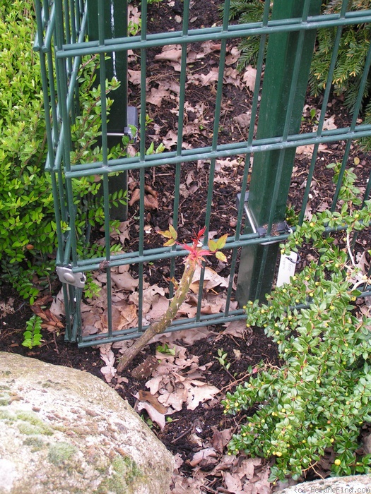 'Étoile de Hollande, Cl.' rose photo