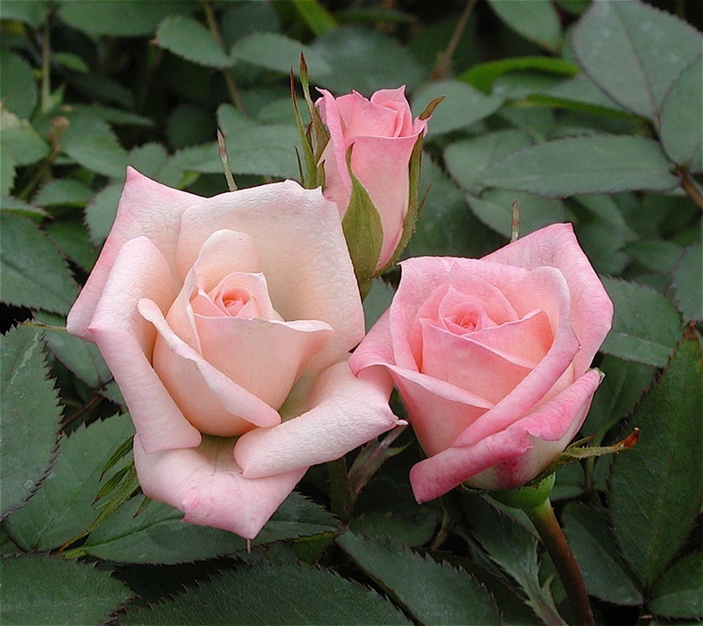 'Minnie Pearl ™' rose photo