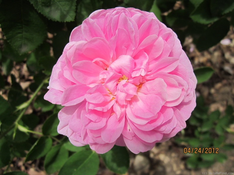 'René d'Anjou (perpetual moss, Robert, 1853)' rose photo