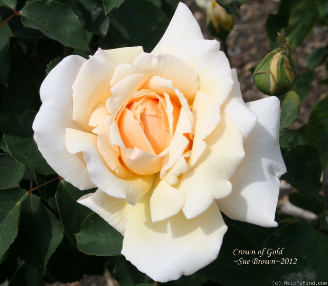 'Crown of Gold' rose photo