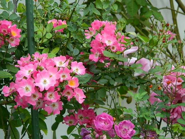 'Pookah' rose photo