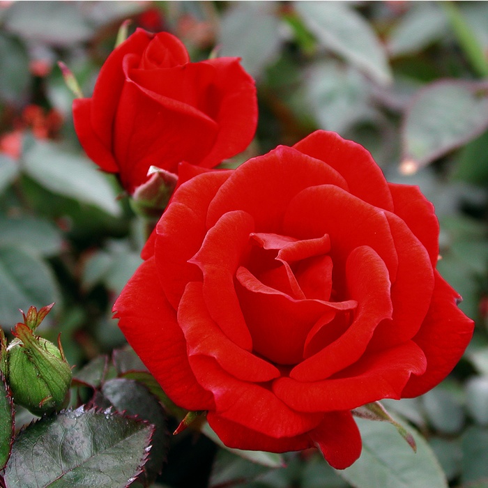 'Ralph Moore ™' rose photo