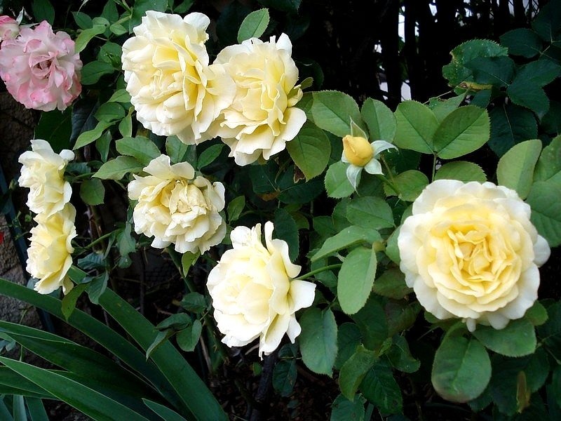 'Honey Bouquet' rose photo