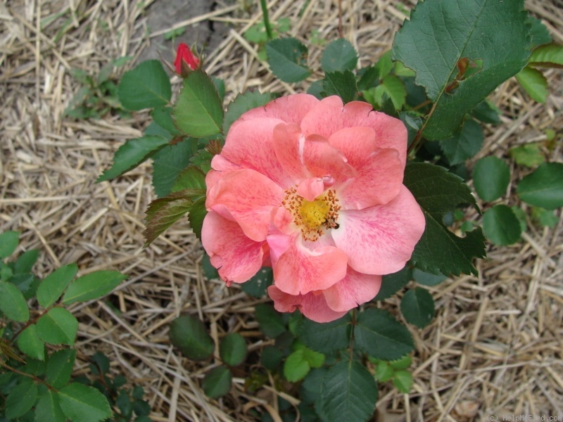 'B3604' rose photo