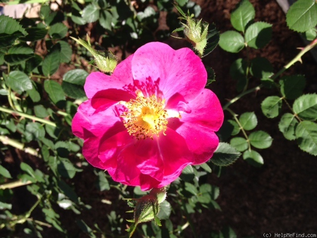 'Green Mantle' rose photo