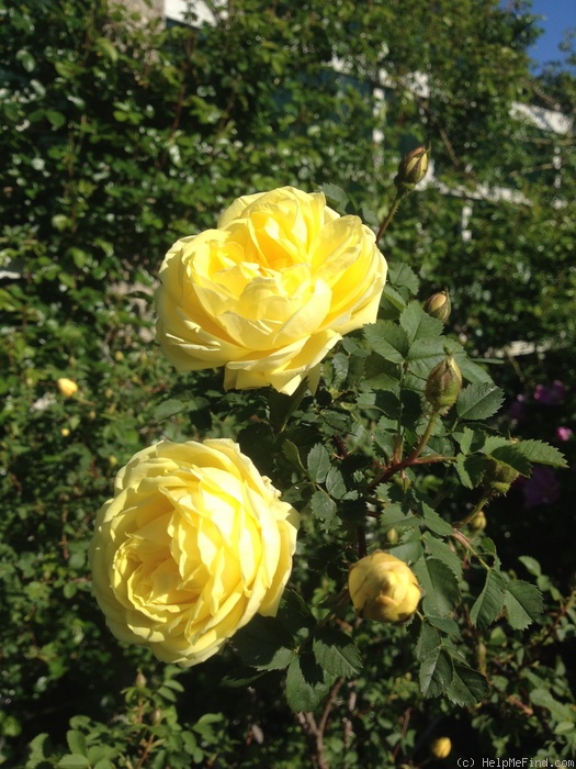'R. foetida persiana' rose photo