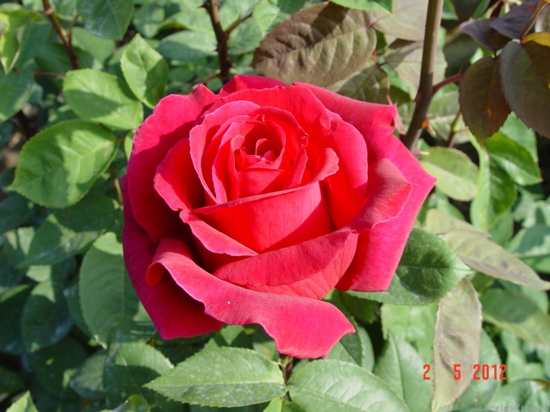 'Ilona (hybrid tea, Verbeek, 1973)' rose photo