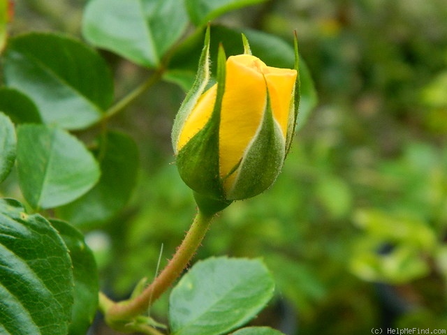 'First Impression' rose photo