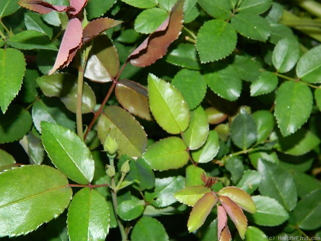 'Purpurea (china, Chenault, 1930)' rose photo