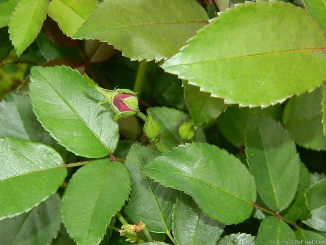 'Purpurea (china, Chenault, 1930)' rose photo