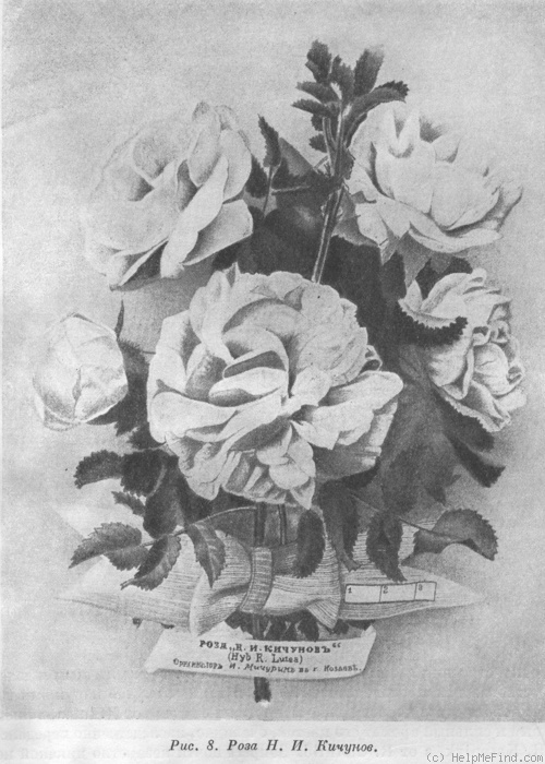 'N. I. Kichunov' rose photo