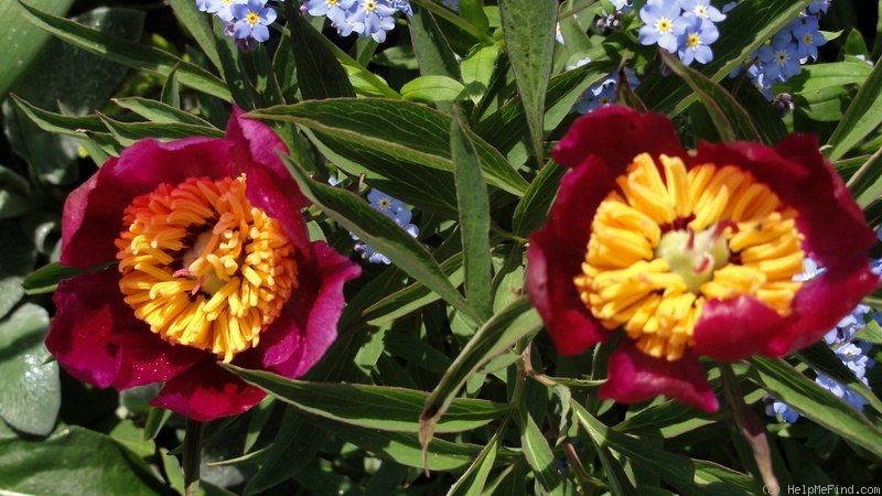 'P. officinalis 'Monte Baldo'' peony photo