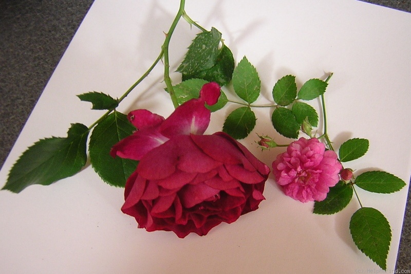 'Wild Blue Yonder ™' rose photo