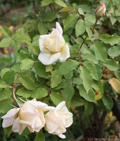 'Souvenir de Pierre Notting' rose photo