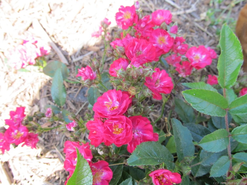 'Dopey' rose photo