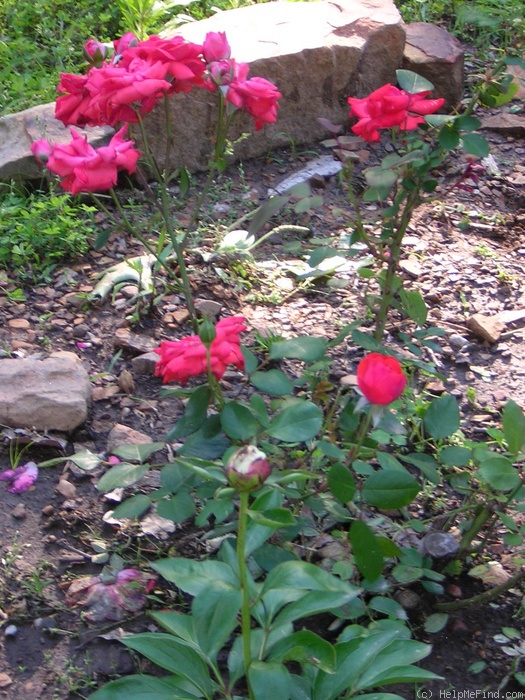 'Emmeloord' rose photo